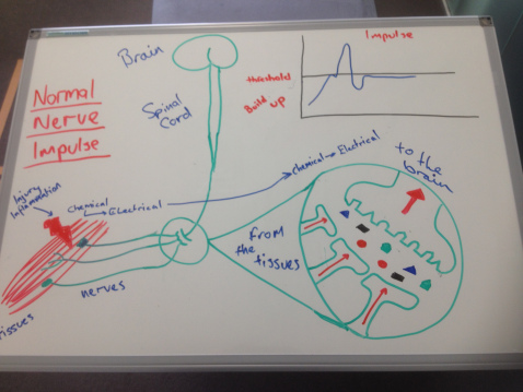 Nociception