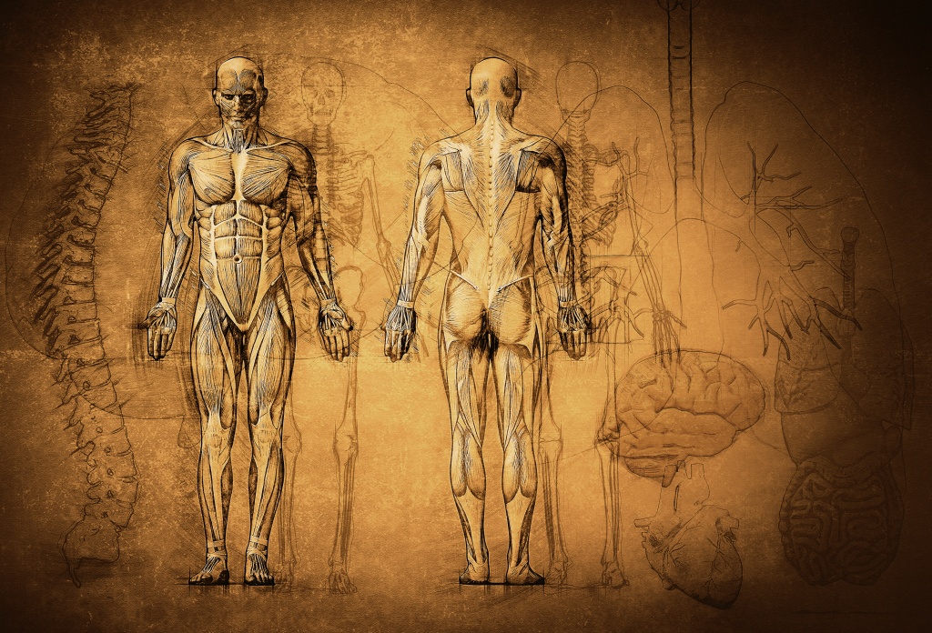 Is a Body in Pain, a Body with?Organs?